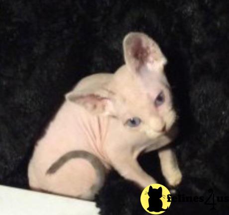 Barenakedsphynx Picture 3